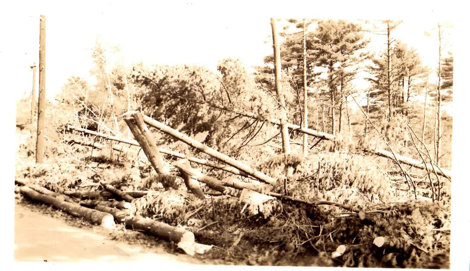 Downed Trees