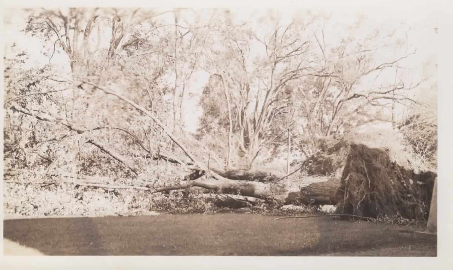 Big maple tree down