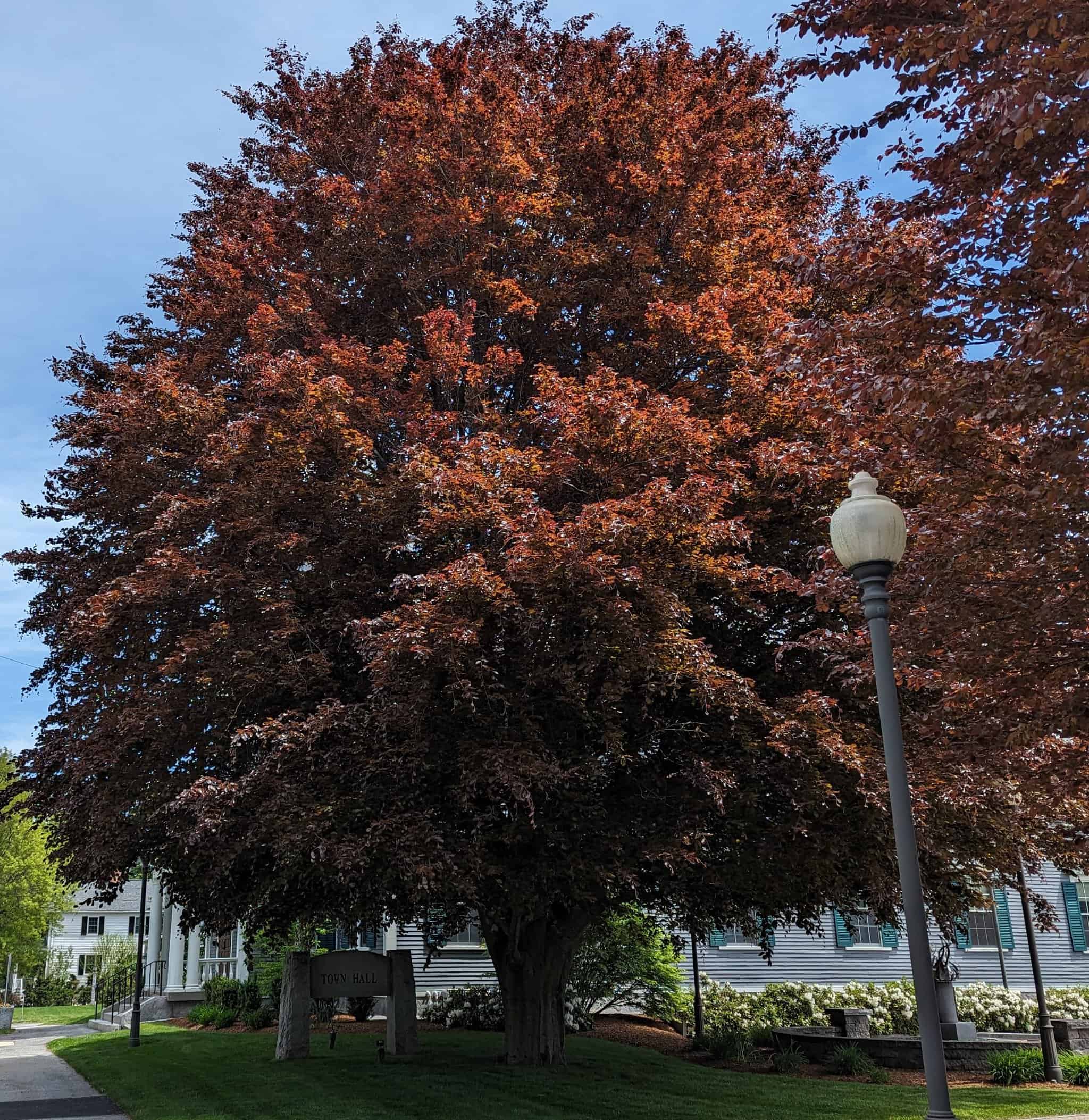Westford 250 - Connecting Communities; Rally at the Liberty Tree, A Revolutionary Walking Tour of Westford Common.